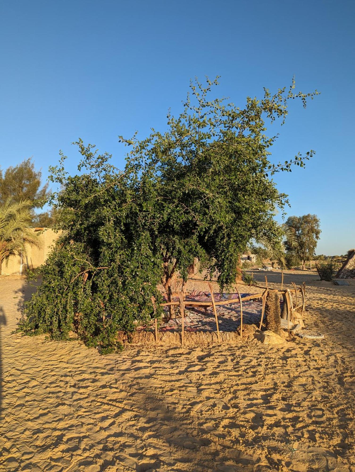 Отель Cafour House Siwa - Hot Spring Siwa Oasis Экстерьер фото